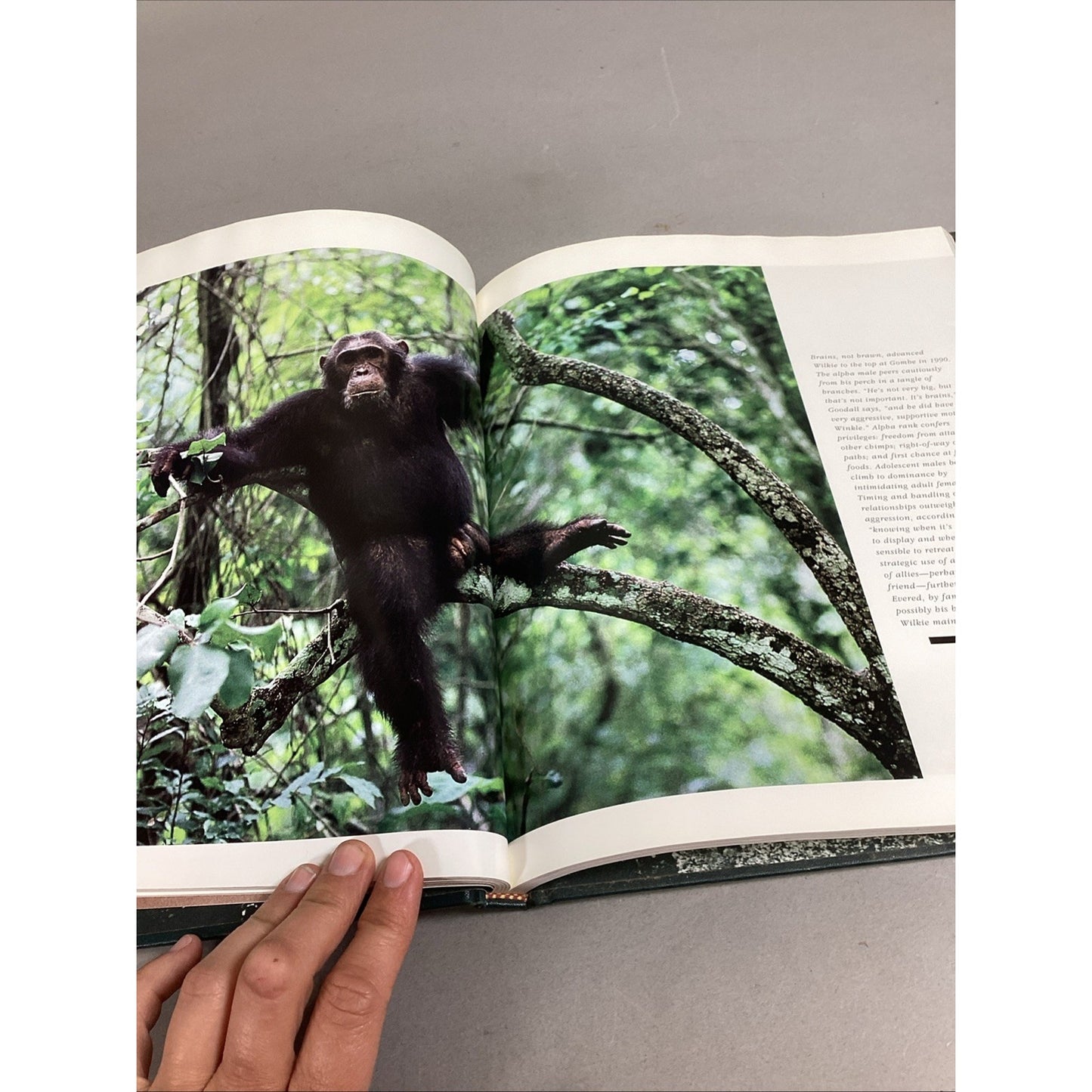 THE GREAT APES - Illustrated - Between Two Worlds National Geographic Society
