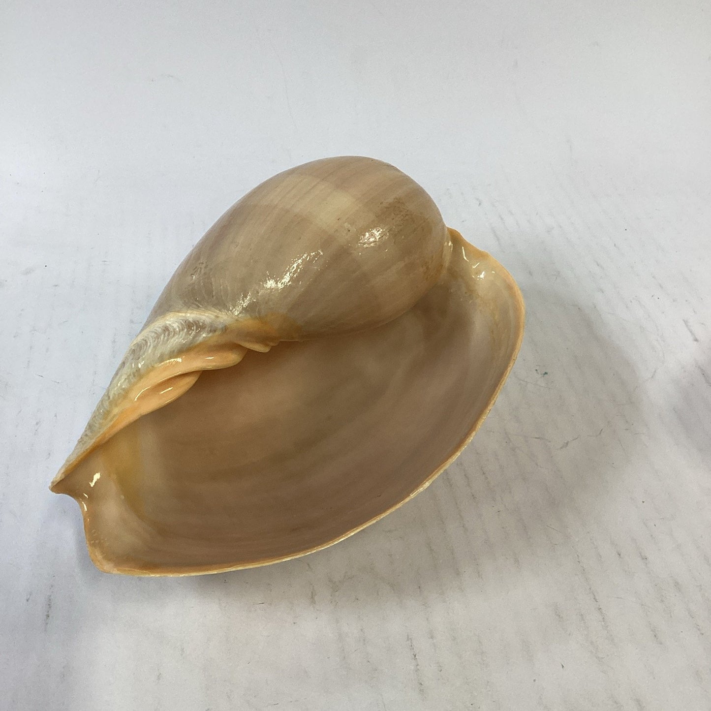 Natural Crowned Pacific Melon Shell - 8.5”L