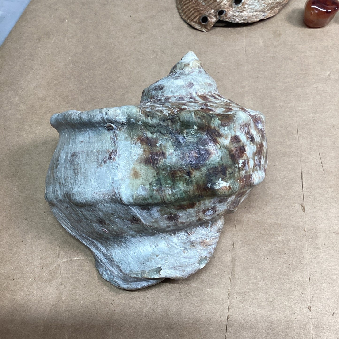 Lot Of 13- Turban Shell/Halitosis Abalone Shell/Caradian Stone/Danburite Crystal