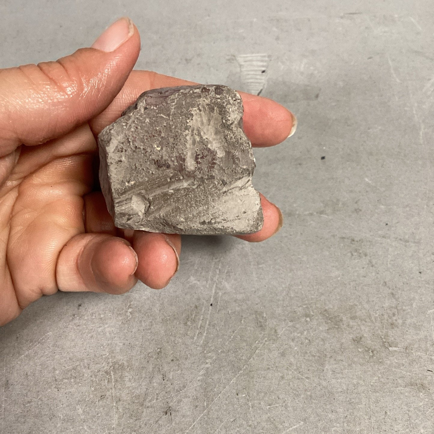 Fossil Rock - 1.5x1.25x1 3/8”