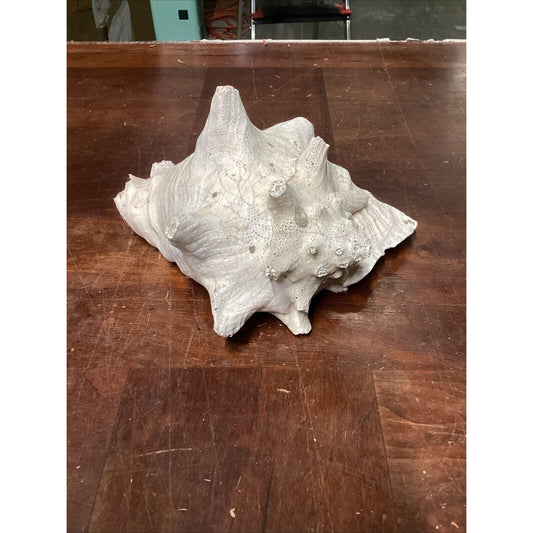 All Natural Large Conch Shell - 9.5x9x6”