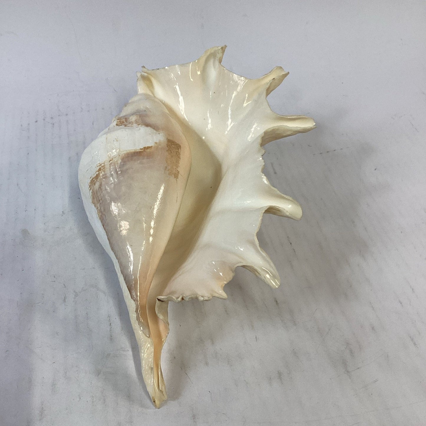LARGE! Genuine 12.5” GIANT SPIDER CONCH Lambis Truncata Natural Seashell